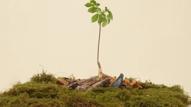 344d98024c10c653566dae67e5c347df_1769331334_3871.gif
