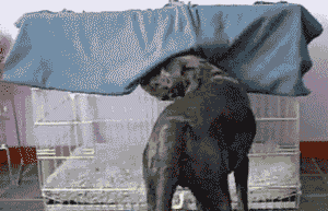 344d98024c10c653566dae67e5c347df_1769331619_5479.gif 344d98024c10c653566dae67e5c347df_1769331619_5479.gif